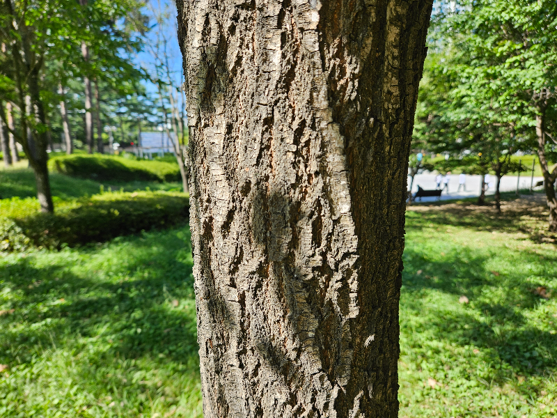 이팝나무 수피2