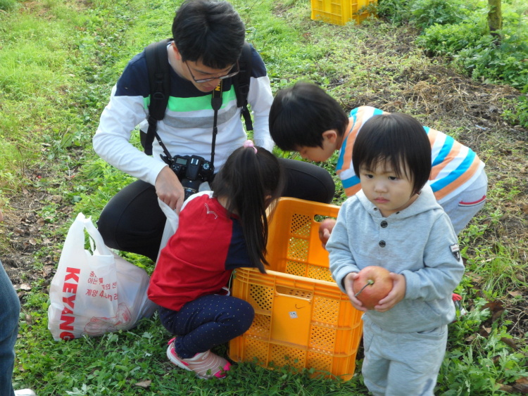  생생 트랜드 제천 리솜 포레스트 눈과 입이 즐겁다! 이색 작물 인기 빨간배, 시나노골드 농장 체험 가볼만한 곳 추천