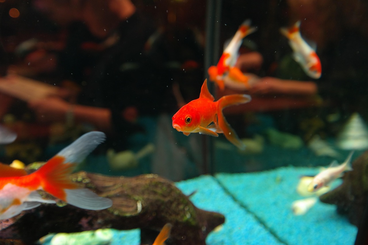 금붕어 관련 사진