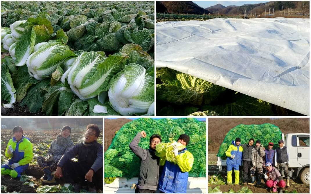 괴산 절임배추20kg