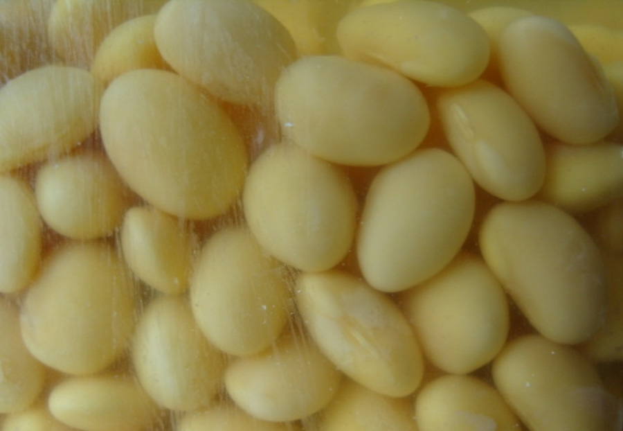야생에서 채취를 한 노란 콩을 깨끗하게 세척을 한 후에 투명한 유리병에 가득 담아두고 식초를 부어 밀봉을 한 콩식초를 확대를 하여 찍은 사진