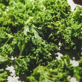 치커리 효능 부작용 뿌리 가루 고르는법 칼로리