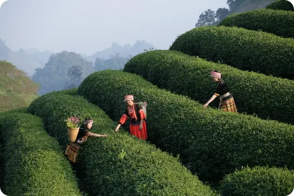 무료 도시락 지원