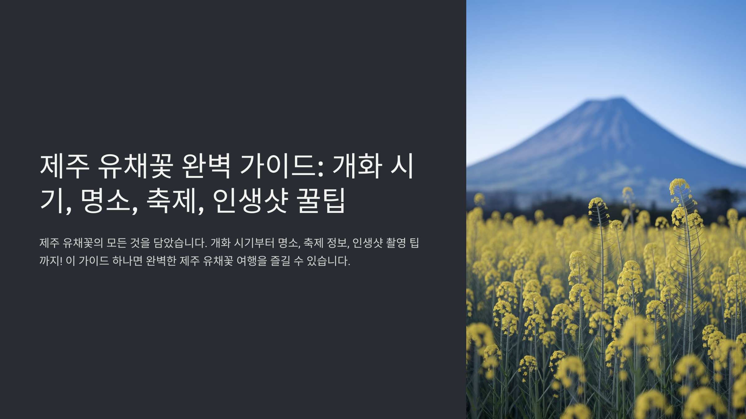 제주도 유채꽃 개화 시기와 명소