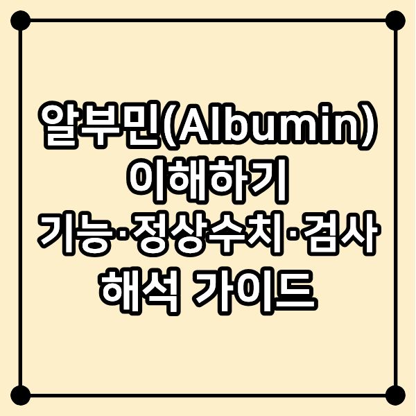 알부민(Albumin) 이해하기|기능·정상수치·검사 해석 가이드
