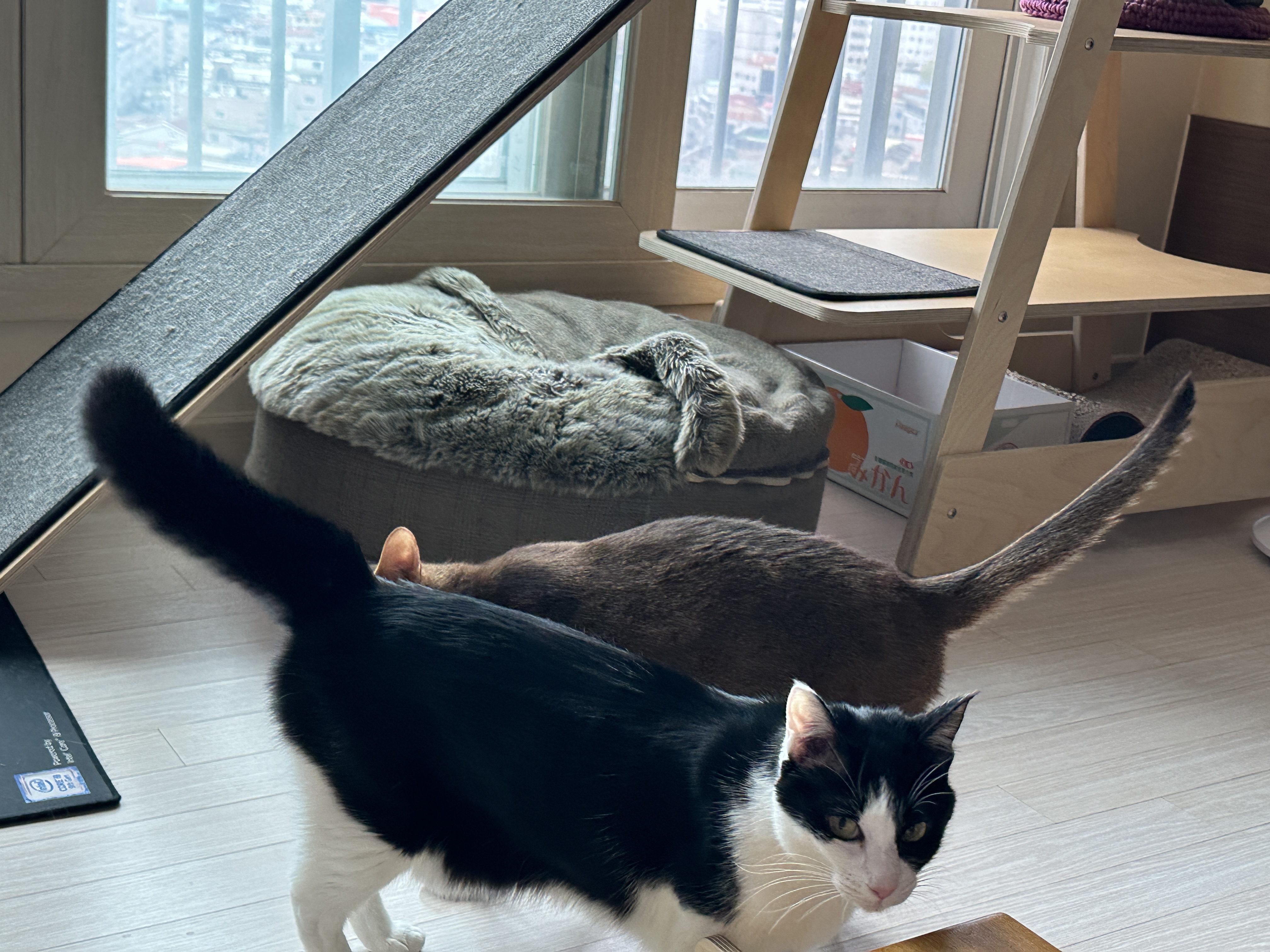 기분이 좋은 젖소냥이 두리 (feat. 꼬리 펑, 발라당)