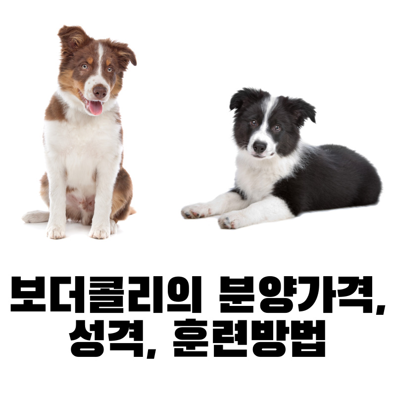 보더콜리의 분양가격, 성격, 훈련방법