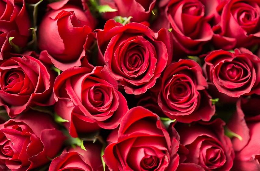  2025년 고양국제꽃박람회 일정 + 입장권 사전예매 방법 총정리 