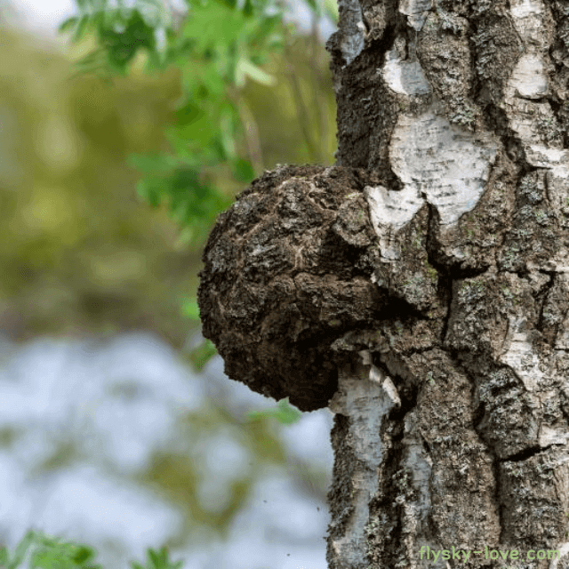 암 예방에 효과적인 차가버섯