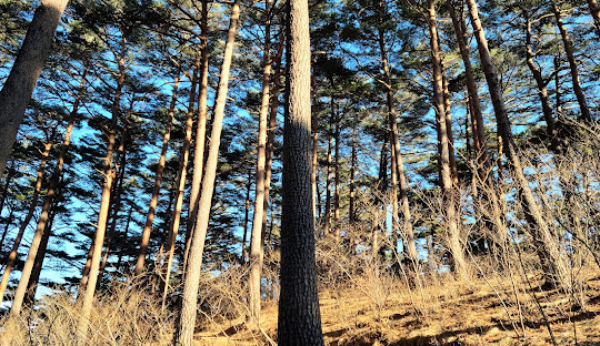 국립대관령자연휴양림