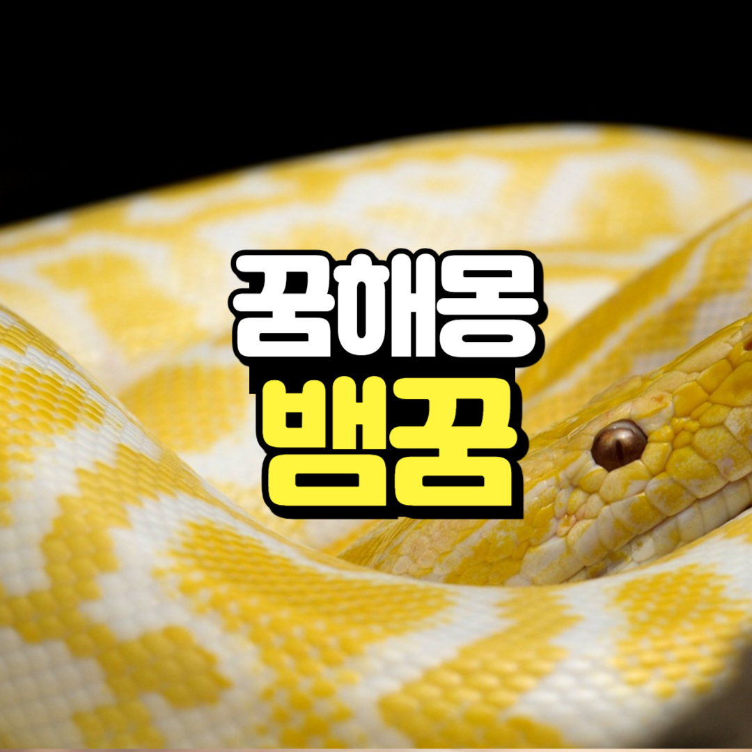 뱀꿈사진