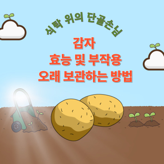 감자 - 효능, 부작용, 파종 시기, 수확 시기, 재배 방법, 보관법