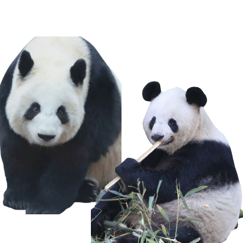 푸바오가 다시 중국으로 가야 하는 이유, 판다 외교의 역사 _ 밍밍, 리리