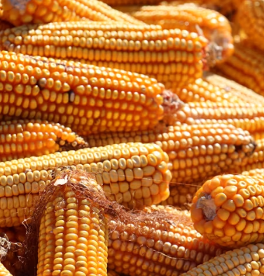 옥수수 효능과 부작용 영양성분 고르는법 칼로리