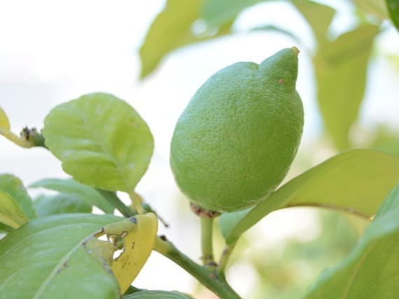 원스톱 농장 레몬