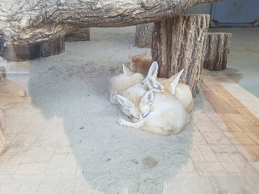전주 동물원 사막여우