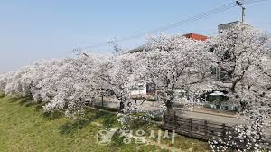 2024 정읍 벚꽃 축제 기본일정과 프로그램 내용 소개