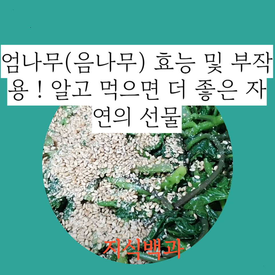 엄나무(음나무)
