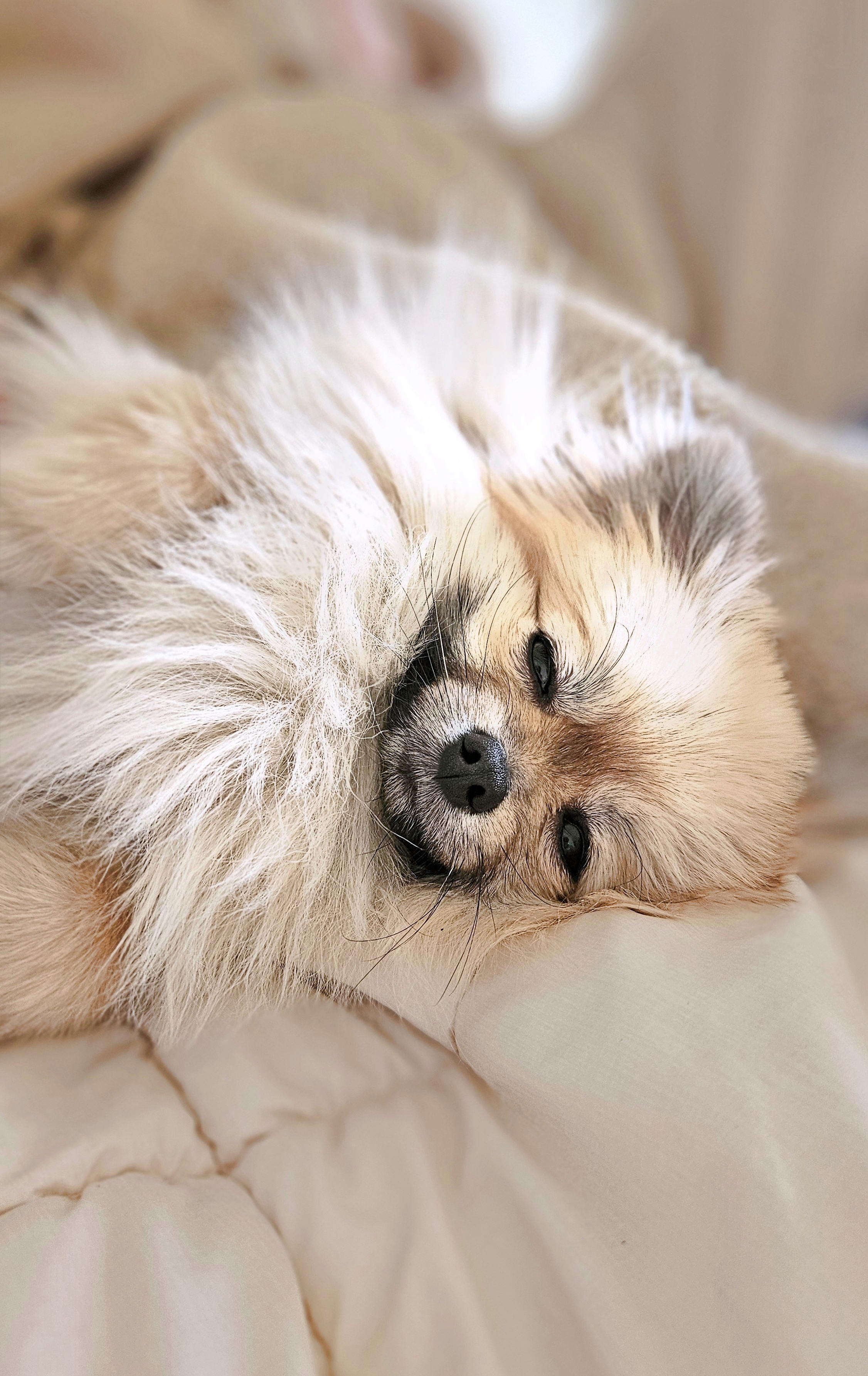 살짝 잠이 깬 강아지