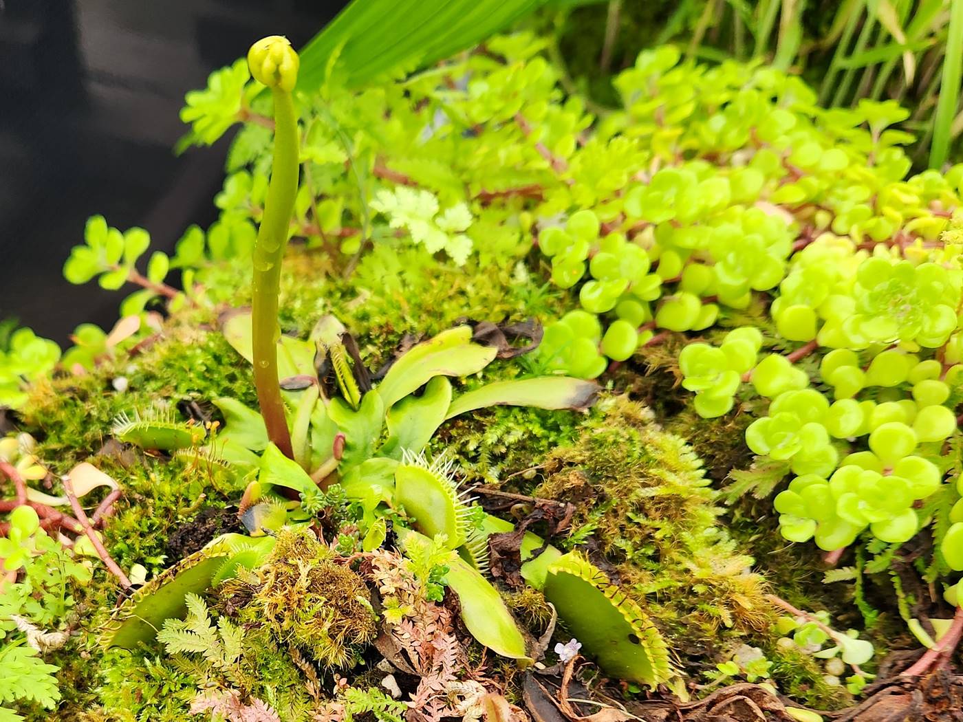 파리지옥 Dionaea