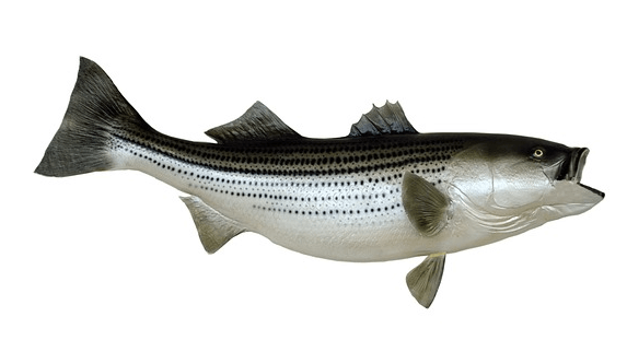 하얀 배를 가진 커다란 농어 한 마리가 있다. 몸 전체에는 검정 반점이 가로줄을 만들었고, 꼬리와 등지느러미는 검정색이다.