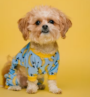 반려동물 용품 전문점 창업에 대하여 알아보기