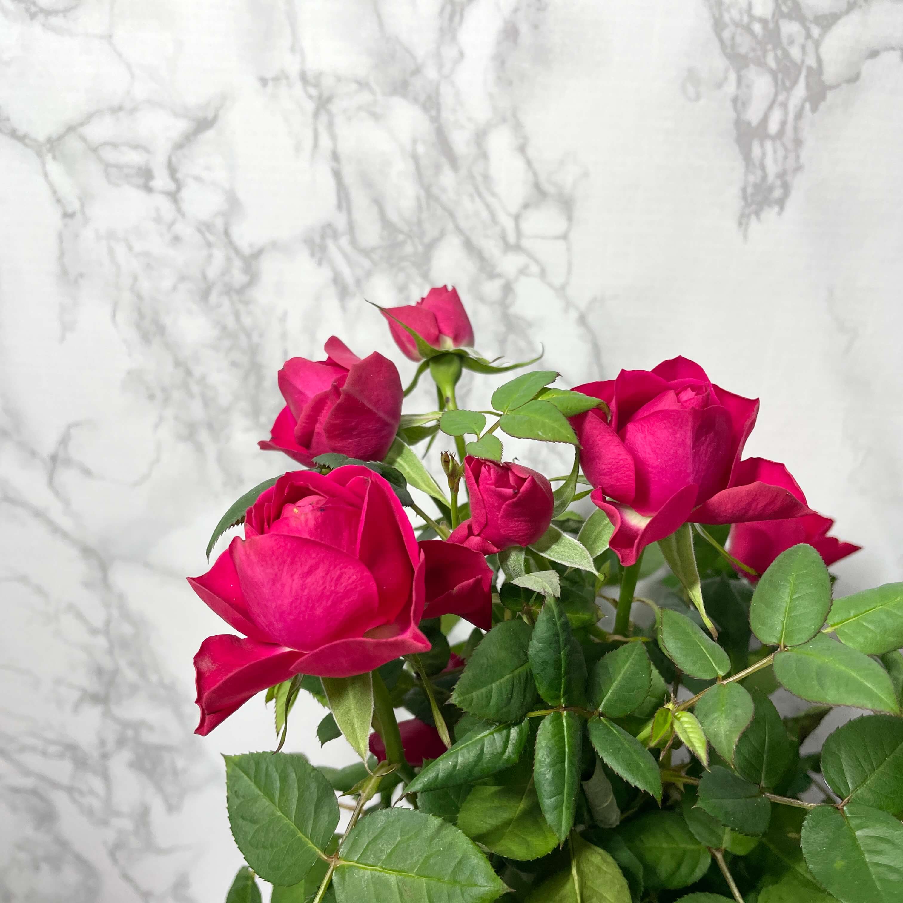 장미꽃 묘목 모종 키우는 방법