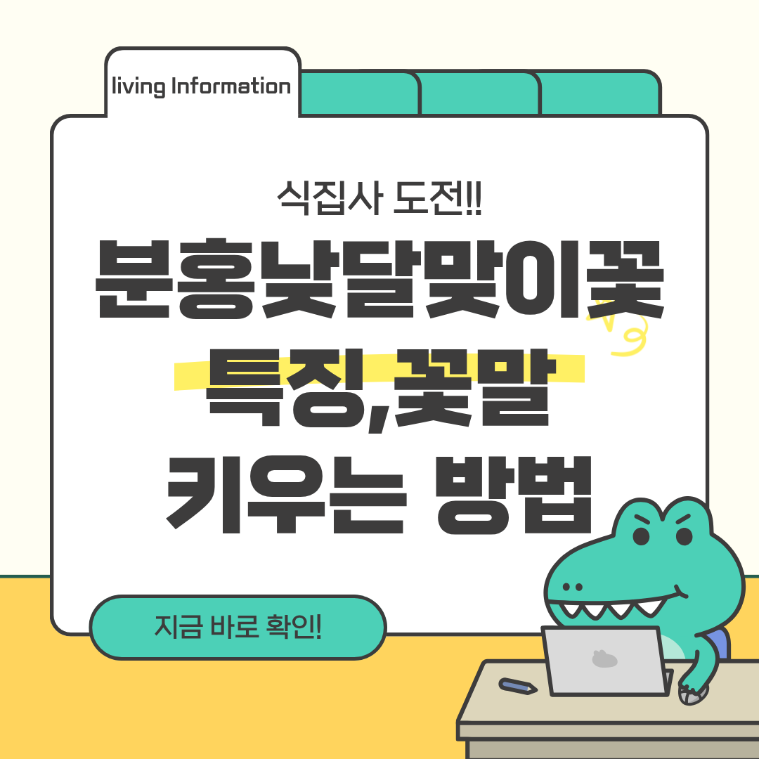 분홍 낮달맞이꽃 특징, 꽃말, 키우는 방법 총정리