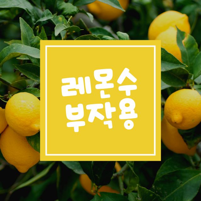 레몬수 부작용