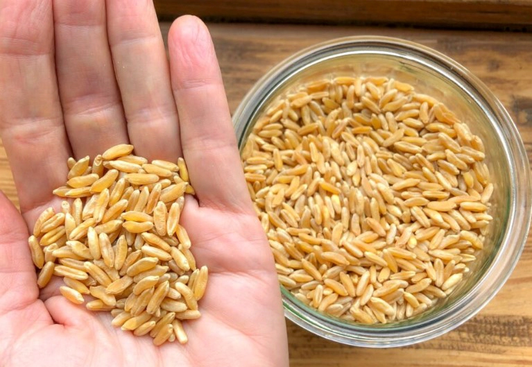 카무트 효소 효능 및 호라산밀 먹는법 정리