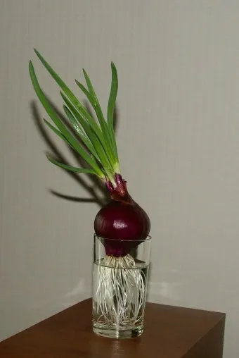 적양파 재배 모종 심기 재식 거리 질소 과다 주의_14