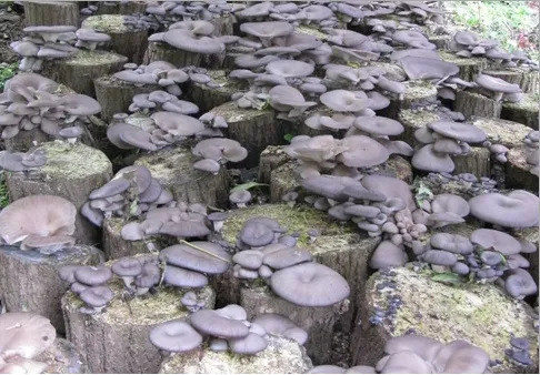 느타리버섯 재배 배지 수분 온도 관리 초보 성공_1