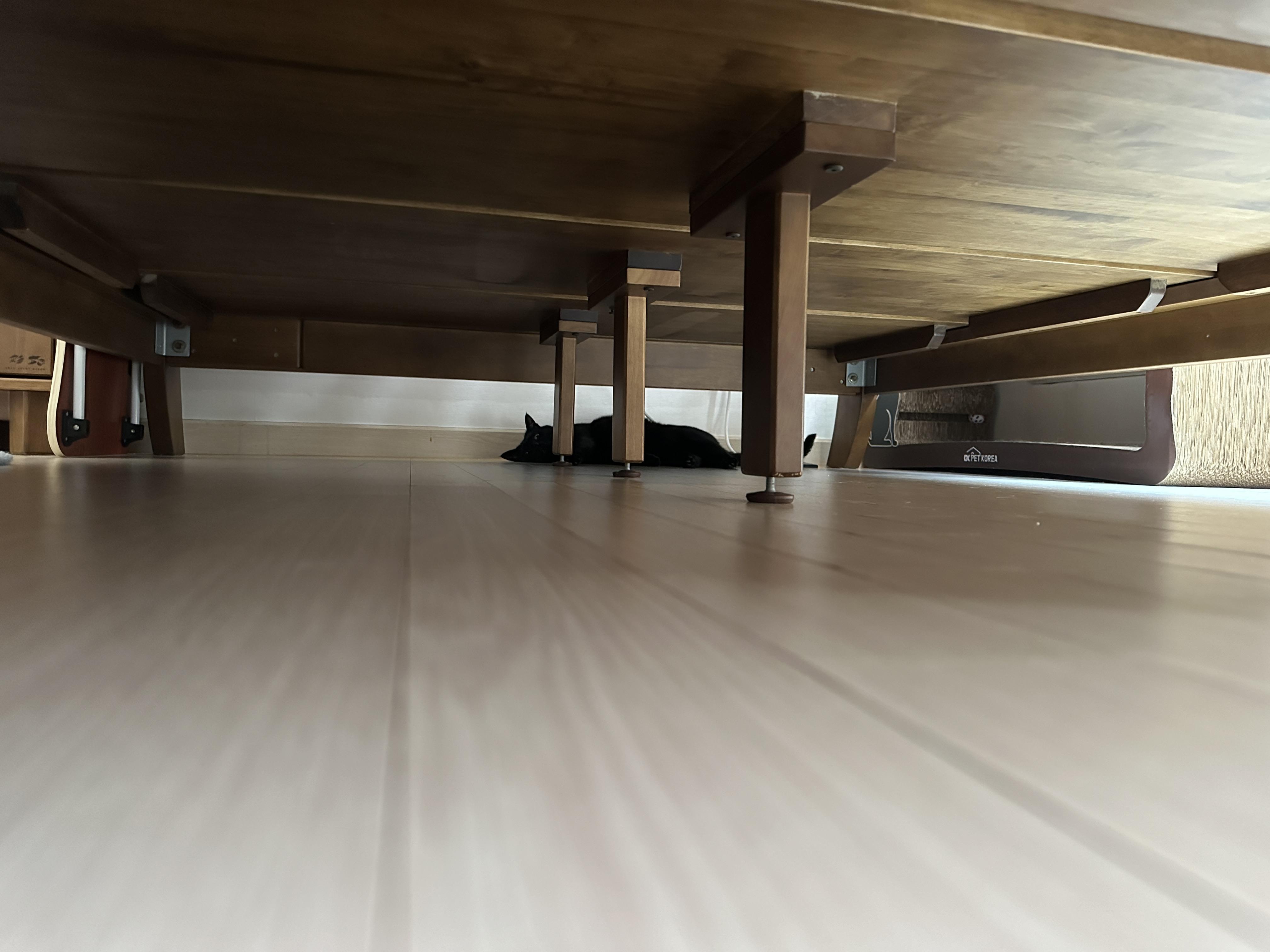 뜨끈한_안방_바닥에_널브러져_누워서_찜질하는_올블랙고양이_건이