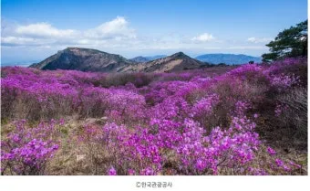 4월 넷째주 주말 봄꽃 축제 날씨_24