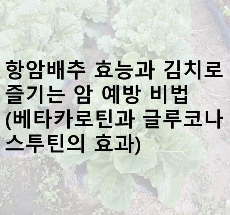 배추, 항암 배추, 김치, 항암배추 김치, 베타카로틴, 글루코나스투틴, 설포라판, 항암배추 효능, 항암배추 김치 효능, 베타카로틴 효능, 글루코나스투틴 효능, 설포라판 효능