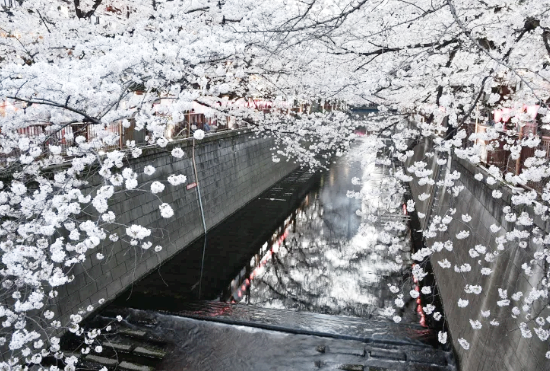 ์ผ๋ณธ ๋ฒ๊ฝ ๋ช
์