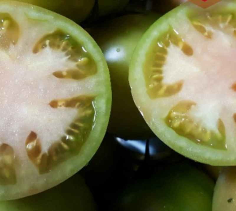 대저 토마토 짭잘이 토마토 품종 및 키우기 효능 먹는법