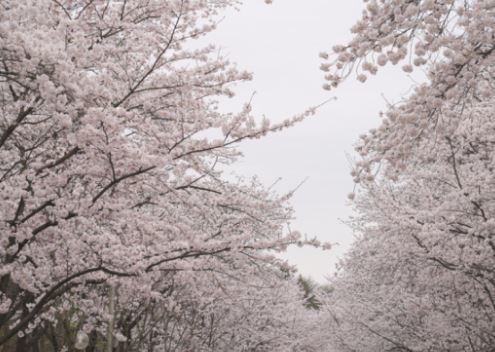 광주 벚꽃