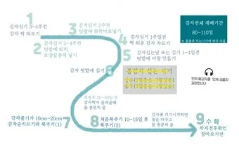 감자 재배 달력 파종 북주기 역병 관리 수확 및 저장_19