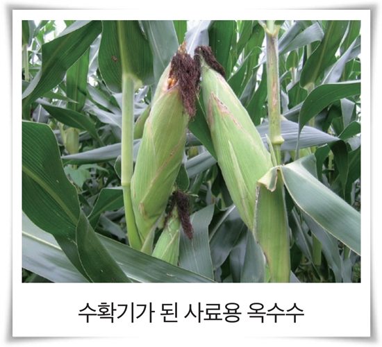 비타민 B, 철분, 식이 섬유가 풍부한 옥수수 재배하기!