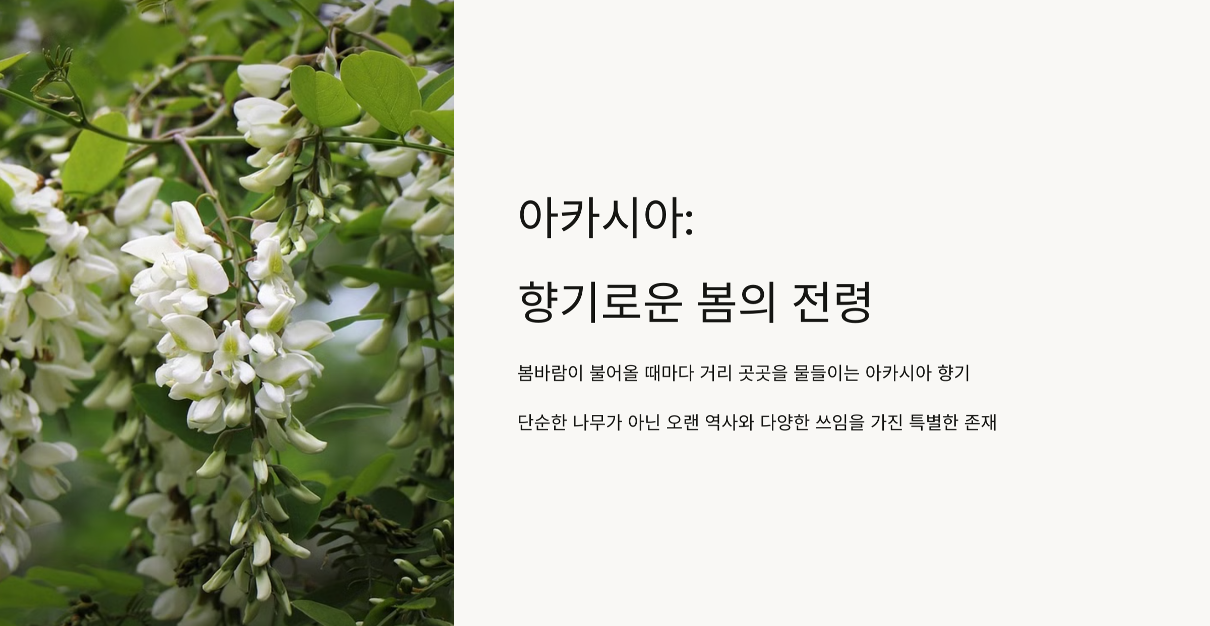 아카시아 꽃
