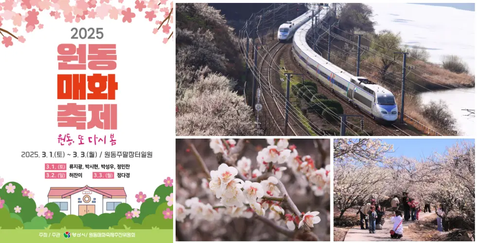 원동 매화축제 사진