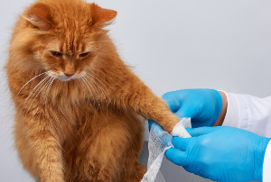 진찰받는 고양이