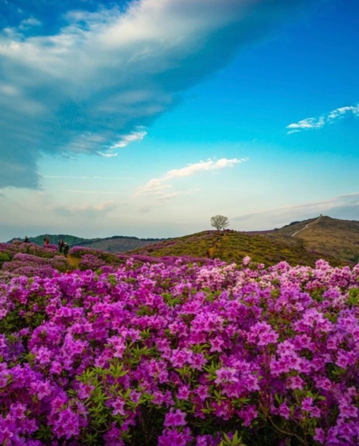 황매산 철쭉축제 기간