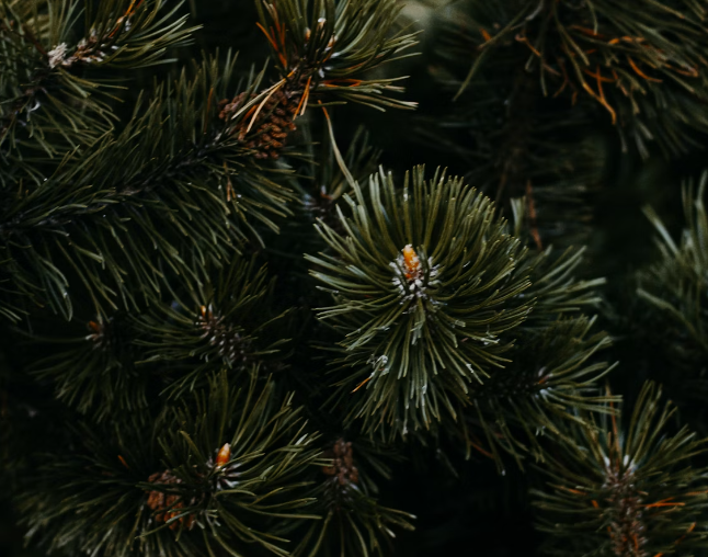 송화가루 효능 : 노화