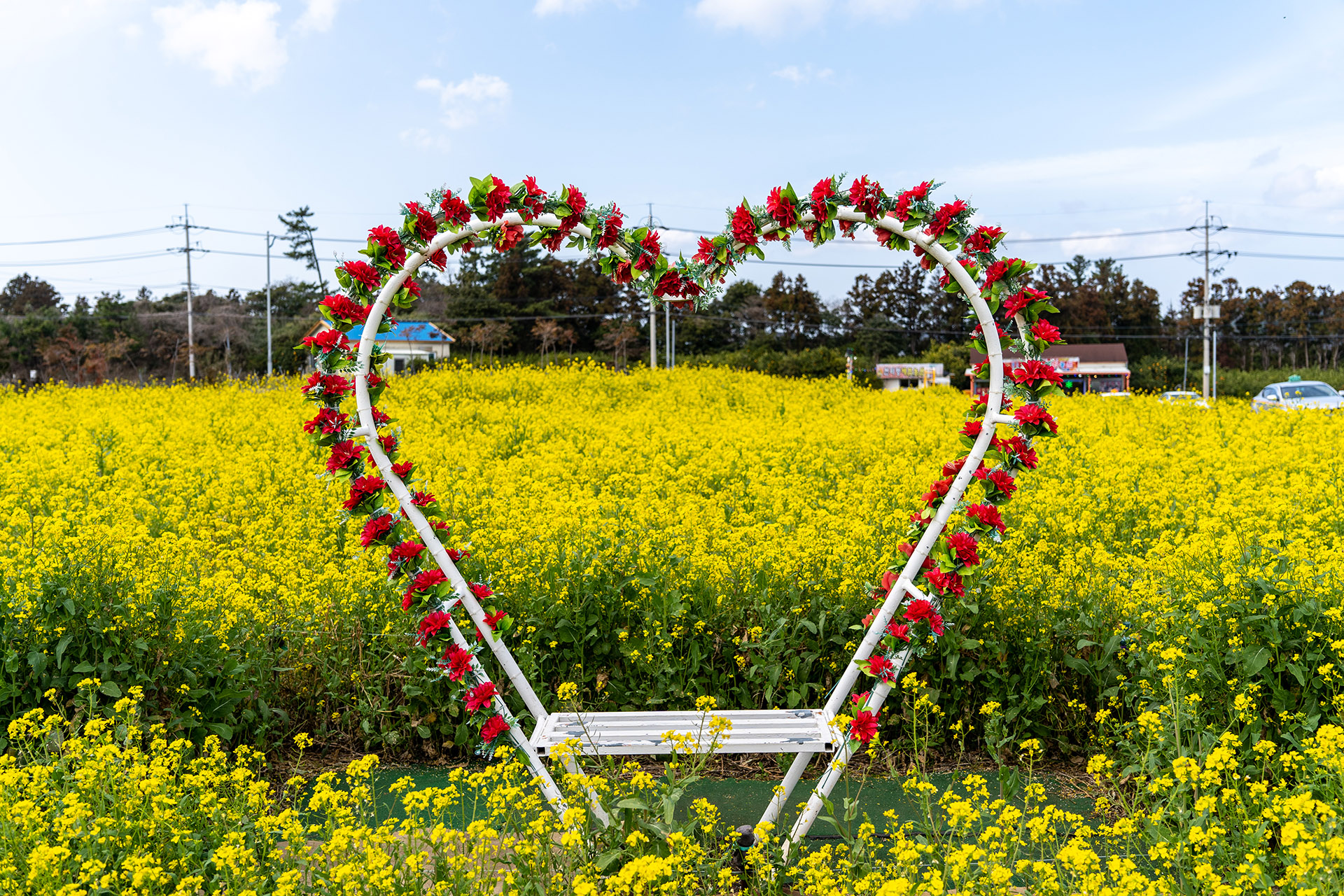 짱구네 유채꽃밭