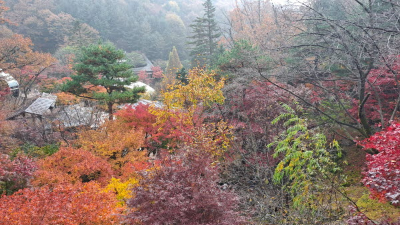 단풍명소_화담숲_이끼원