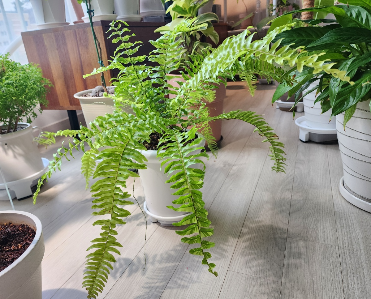 2024년3월의무늬보스턴고사리