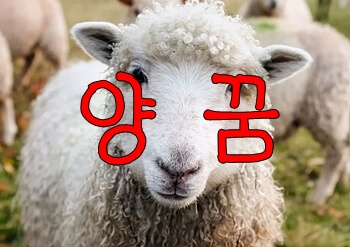 양꿈-썸네일