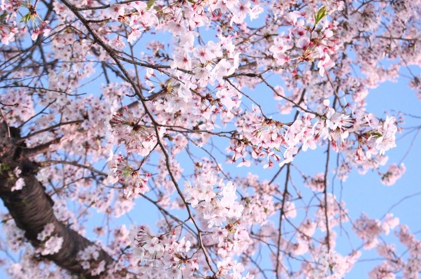 진해군항제 벚꽃축제 일정 및 행사안내
